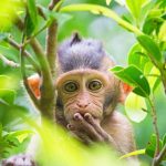 Monkey Farts Fragrance Oil