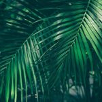 Palm Leaves Type Fragrance Oil