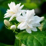 White Jasmine & Mint Type Fragrance Oil