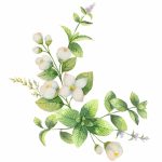 White Jasmine & Mint Type Fragrance Oil - Image 2